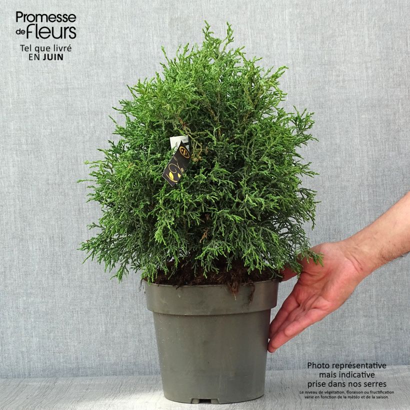 Chamaecyparis obtusa Lycopodioides - Ciprés hinoki Maceta 4L/5LAltura de entrega aprox. 30/40cm Ejemplar entregado en la primavera