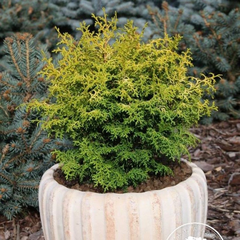 Chamaecyparis obtusa Melody - Ciprés hinoki (Porte)