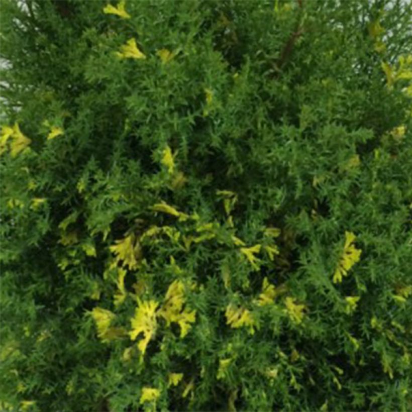 Chamaecyparis obtusa Saffron Spray - Ciprés hinoki (Follaje)