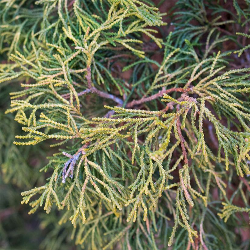 Chamaecyparis obtusa Tsatsumi Gold - Ciprés hinoki (Follaje)