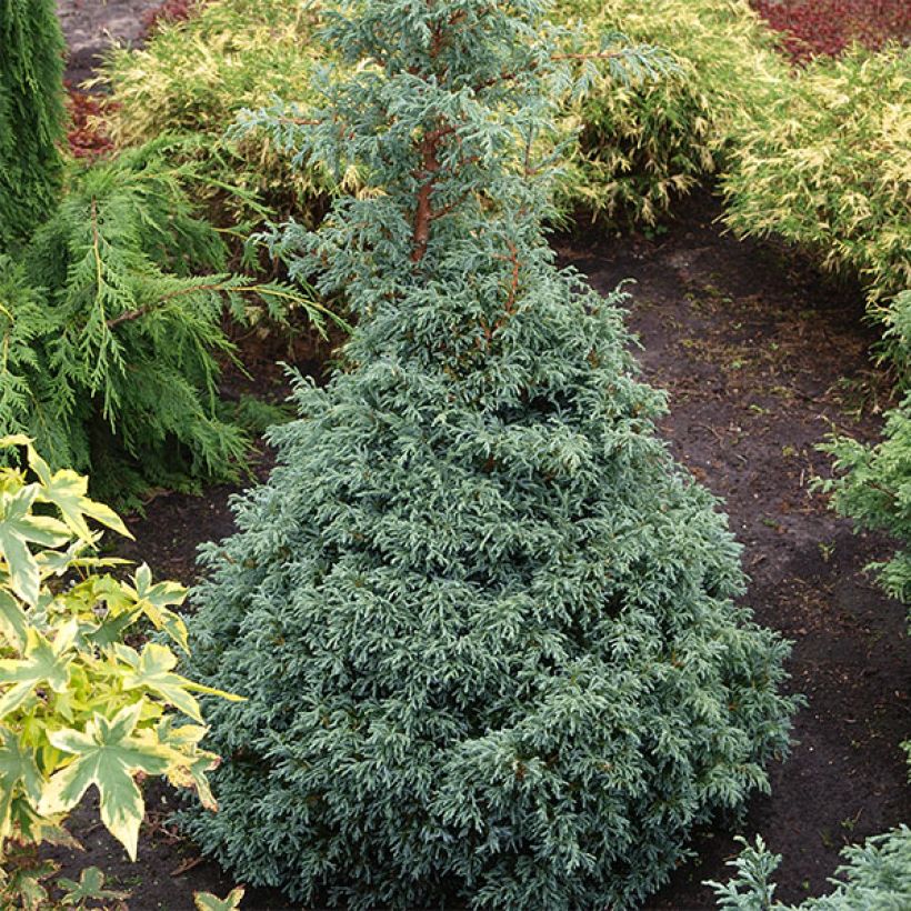 Chamaecyparis pisifera Baby Blue - Falso ciprés sawara (Porte)