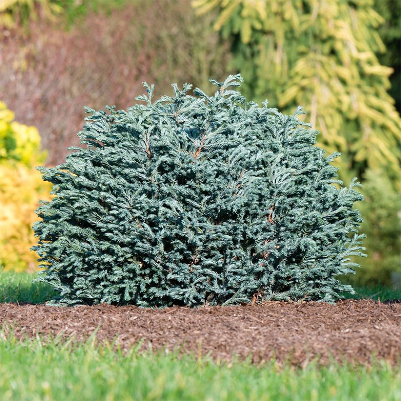 Chamaecyparis pisifera Blue Moon - Falso ciprés sawara (Porte)