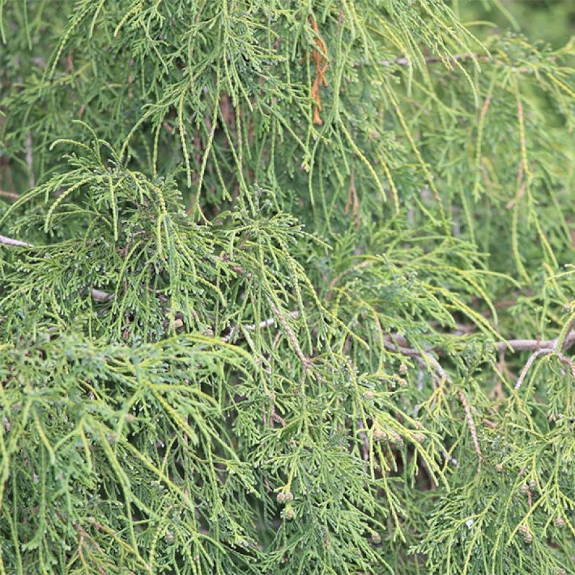 Chamaecyparis pisifera Filifera - Falso ciprés sawara (Follaje)