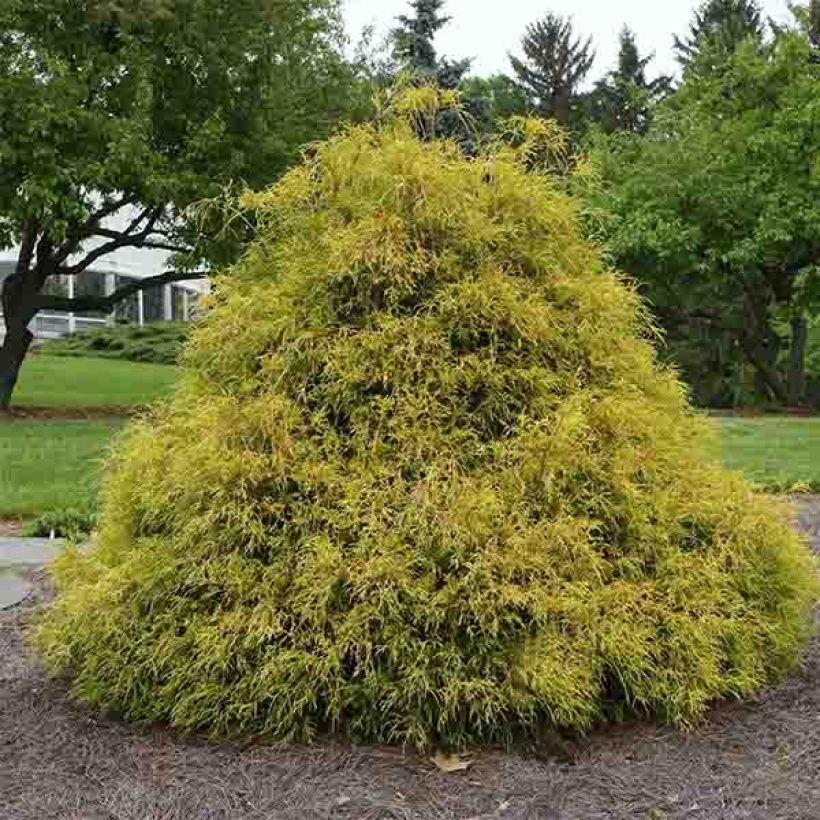 Chamaecyparis pisifera Golden Mop - Falso ciprés sawara (Porte)