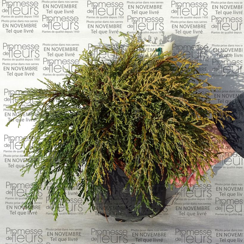 Ejemplo de ejemplar de Chamaecyparis pisifera Kaatje - Cyprès Sawara                   Pot de 2L/3L tal y como se entrega