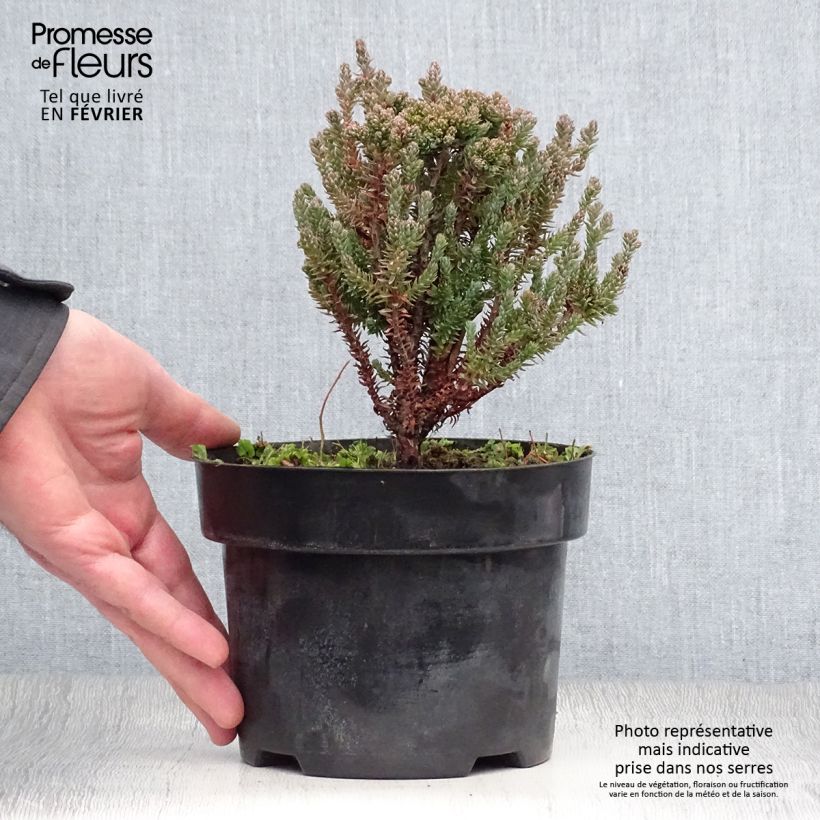 Chamaecyparis thyoides Blue Rock Pot de 2L/3L Ejemplar entregado en invierno