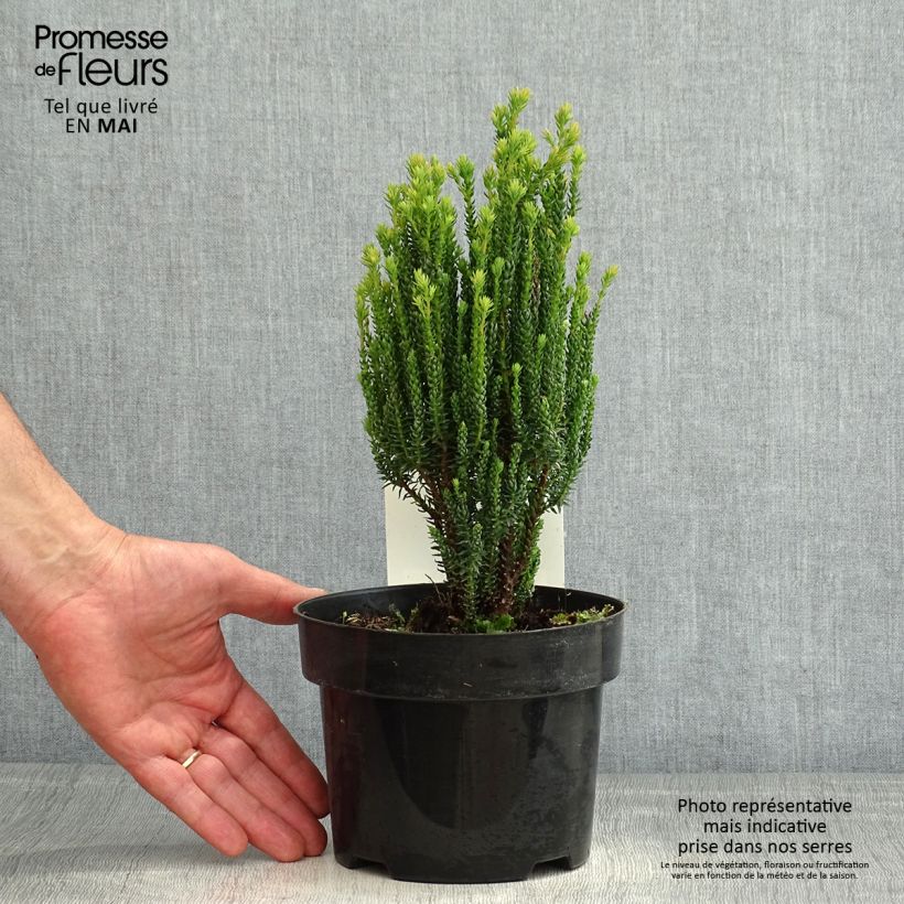 Chamaecyparis thyoides Blue Rock - Falso ciprés Maceta 2L/3LAltura de entrega aprox. 15/20cm Ejemplar entregado en la primavera