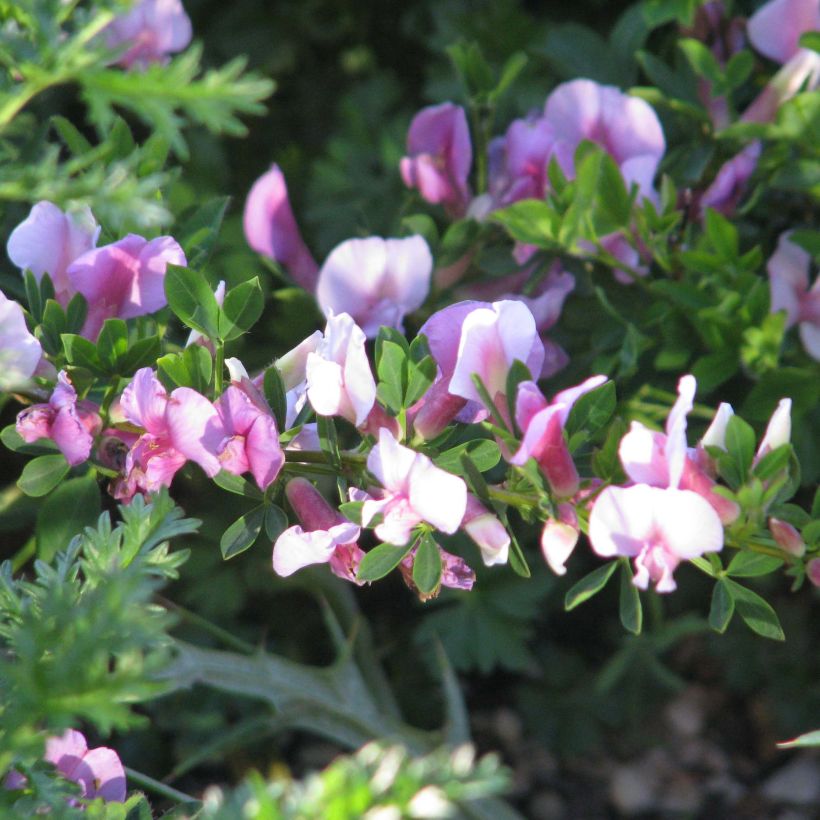 Chamaecytisus purpureus (Floración)