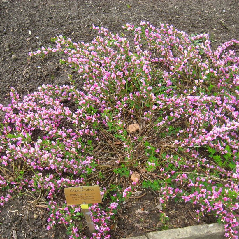 Chamaecytisus purpureus (Porte)