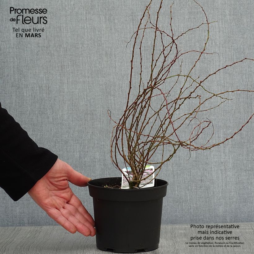 Chamaecytisus purpureus - Genêt pourpre Pot de 3L/4L Ejemplar entregado en invierno