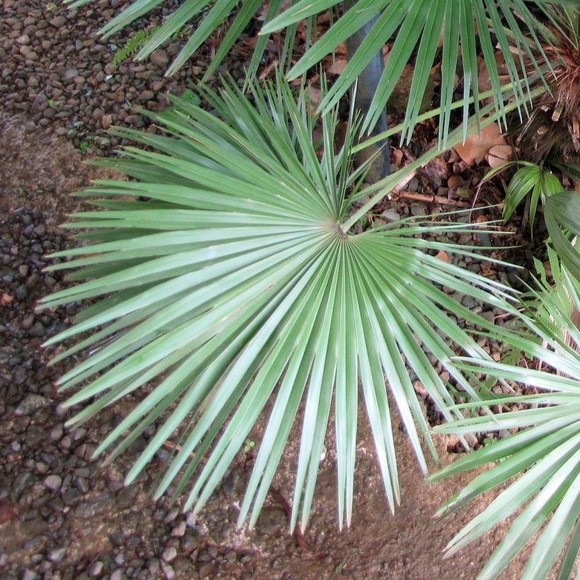 Chamaerops humilis - Palmito (Follaje)