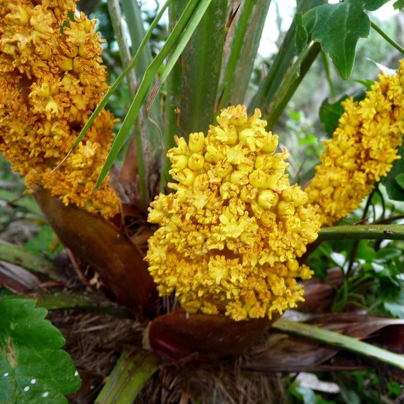 Chamaerops humilis - Palmito (Floración)