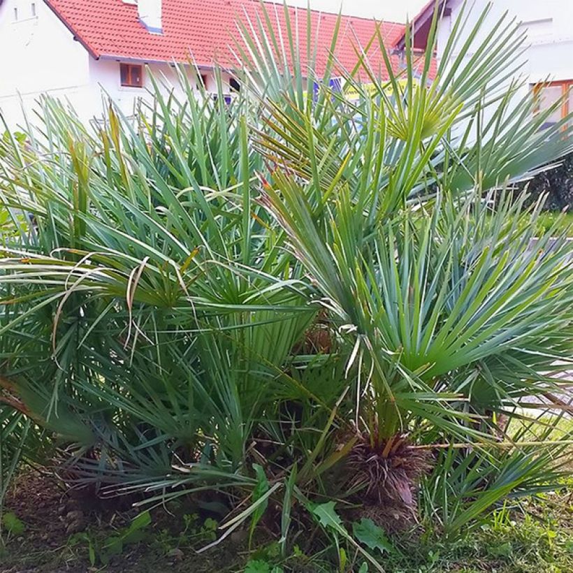 Chamaerops humilis var. cerifera - Palmito (Follaje)