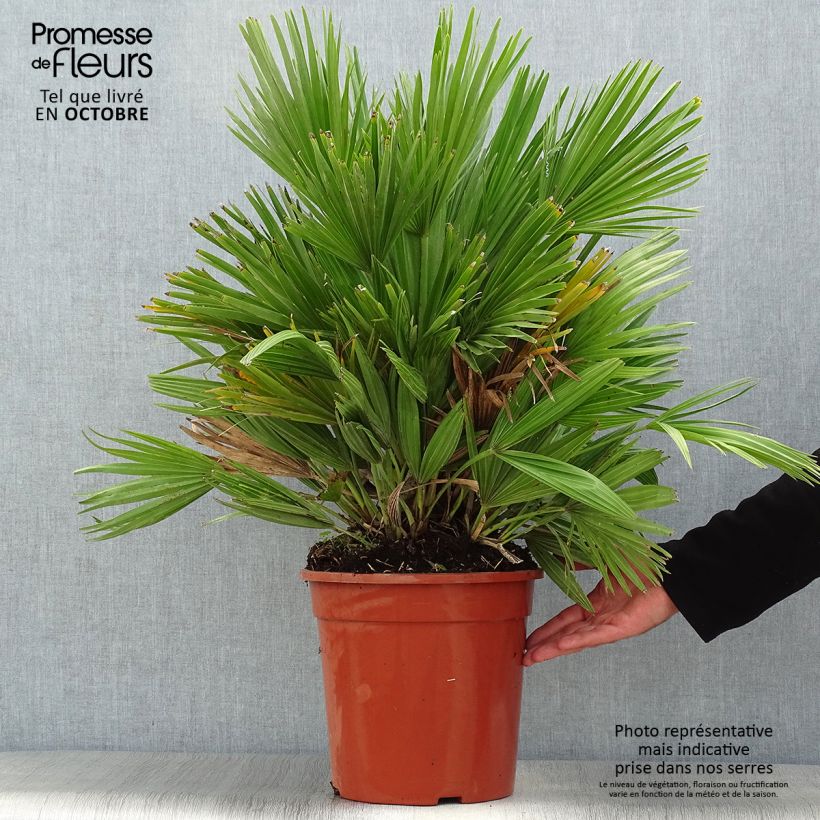 Ejemplar de Chamaerops humilis Compacta - Palmier nain pot de 7L entregado en otoño