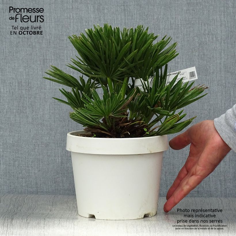 Ejemplar de Chamaerops humilis Compacta - Palmier nain pot de 3L entregado en otoño