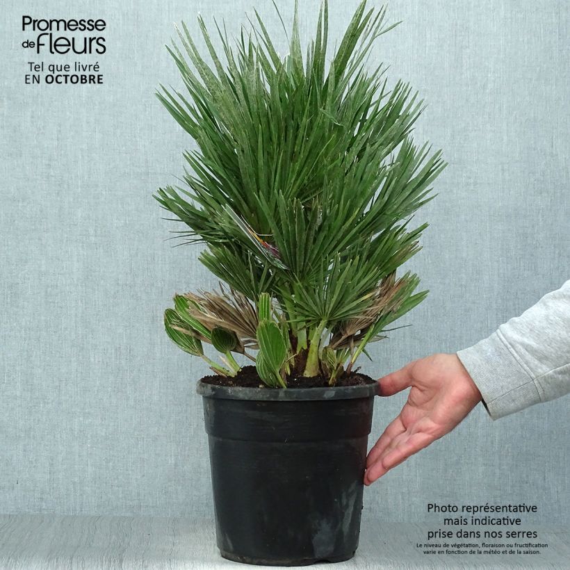 Ejemplar de Chamaerops humilis Compacta - Palmier nain pot de 4/5L entregado en otoño