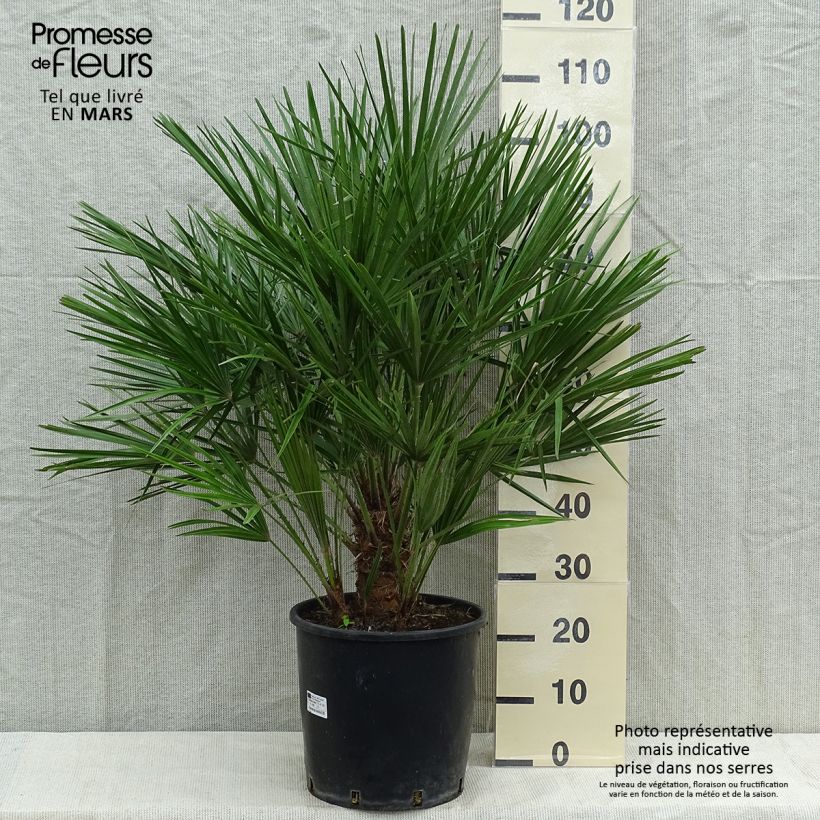 Ejemplar de Chamaerops humilis - Palmito entregado en otoño