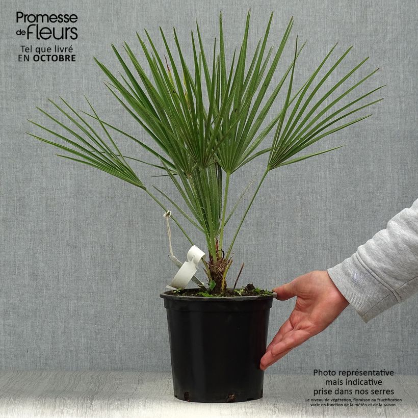 Ejemplar de Chamaerops humilis - Palmito entregado en otoño