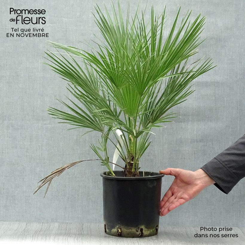 Ejemplar de Chamaerops humilis - Palmito entregado en otoño