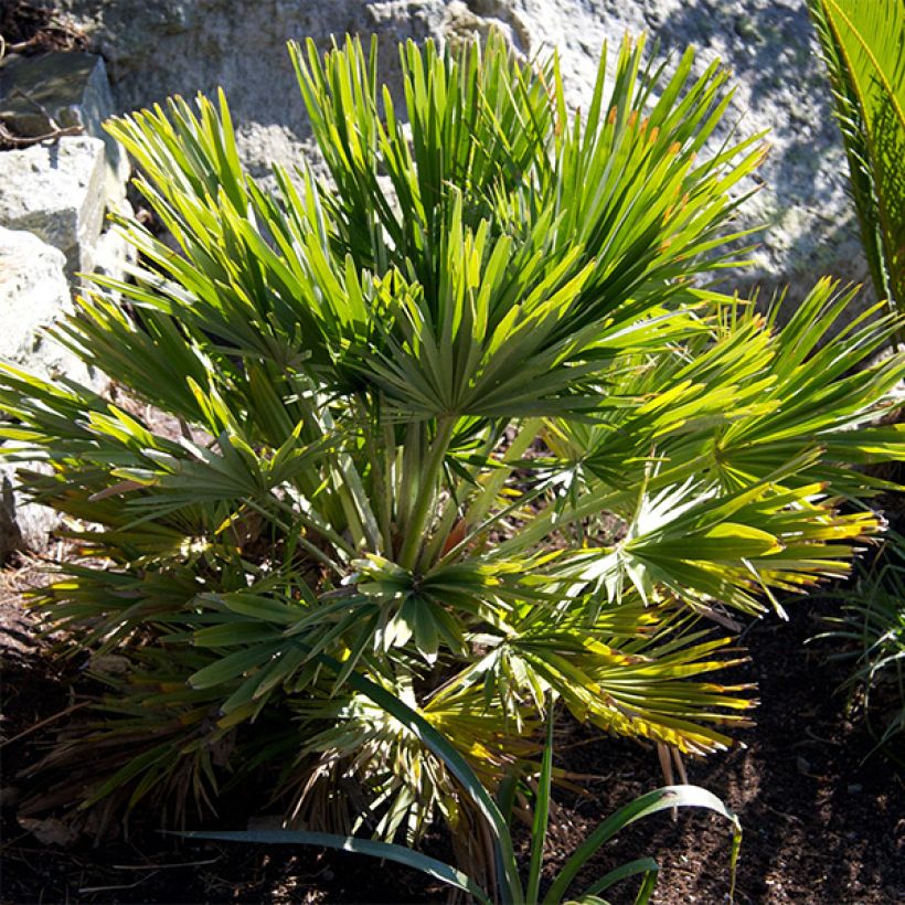 Chamaerops humilis Vulcano - Palmito (Follaje)