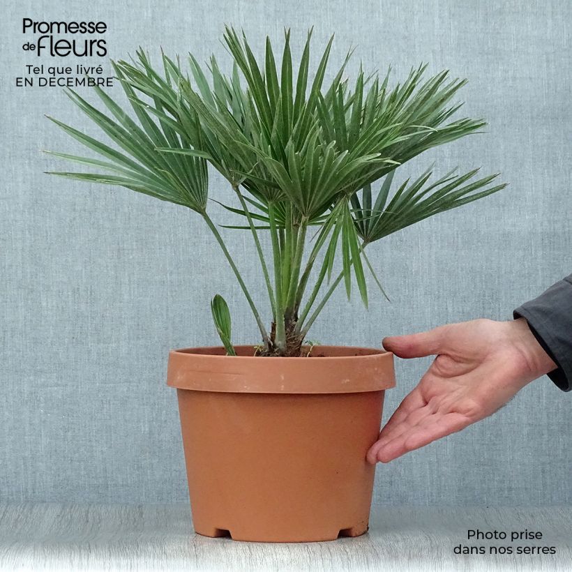 Chamaerops humilis Vulcano - Palmier nain en pot de 4/5 litres Ejemplar entregado en invierno