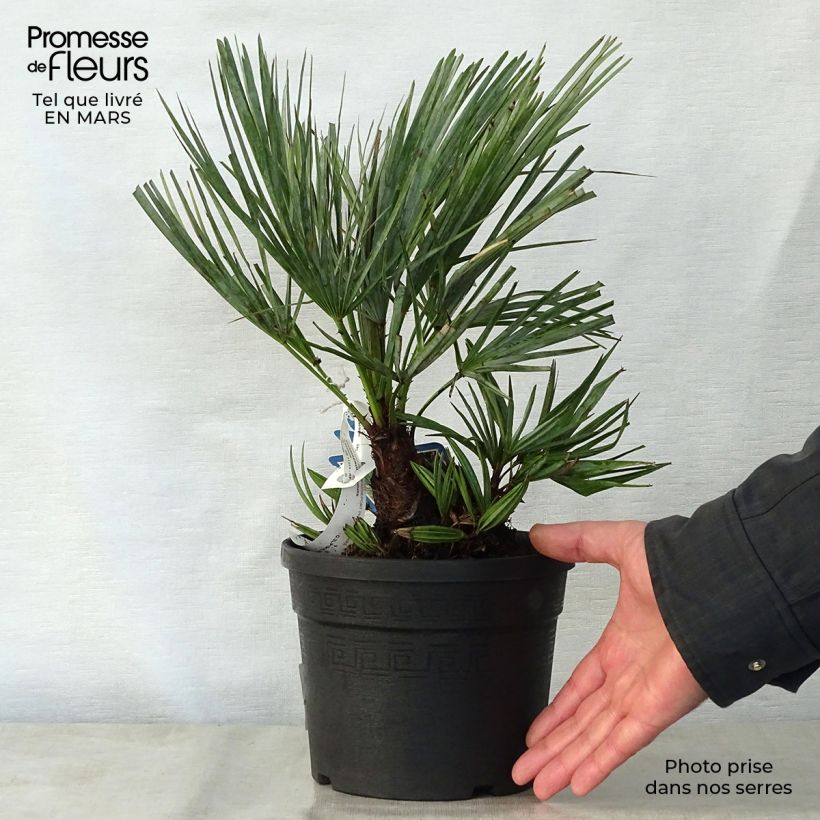 Chamaerops humilis cerifera - Palmier nain bleuté en pot de 3L/4L Ejemplar entregado en la primavera