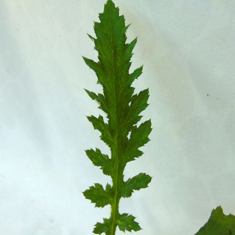 Echinops sphaerocephalum Arctic Glow - Cardo cabezón (Follaje)