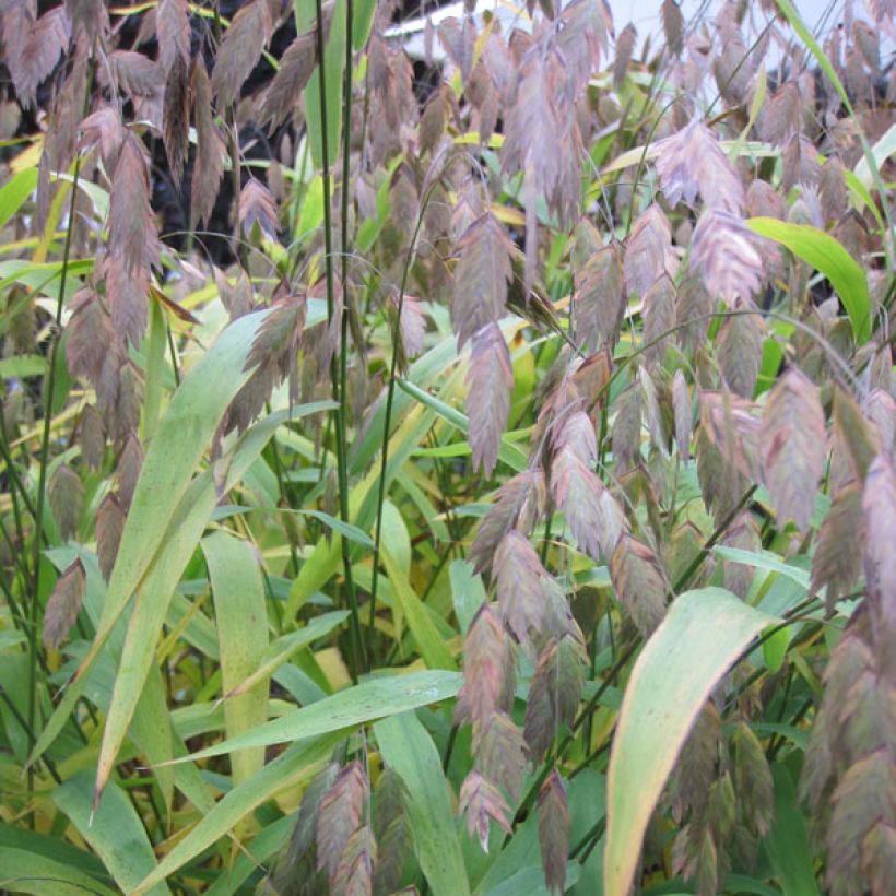 Chasmanthium latifolium - Avena de río (Follaje)