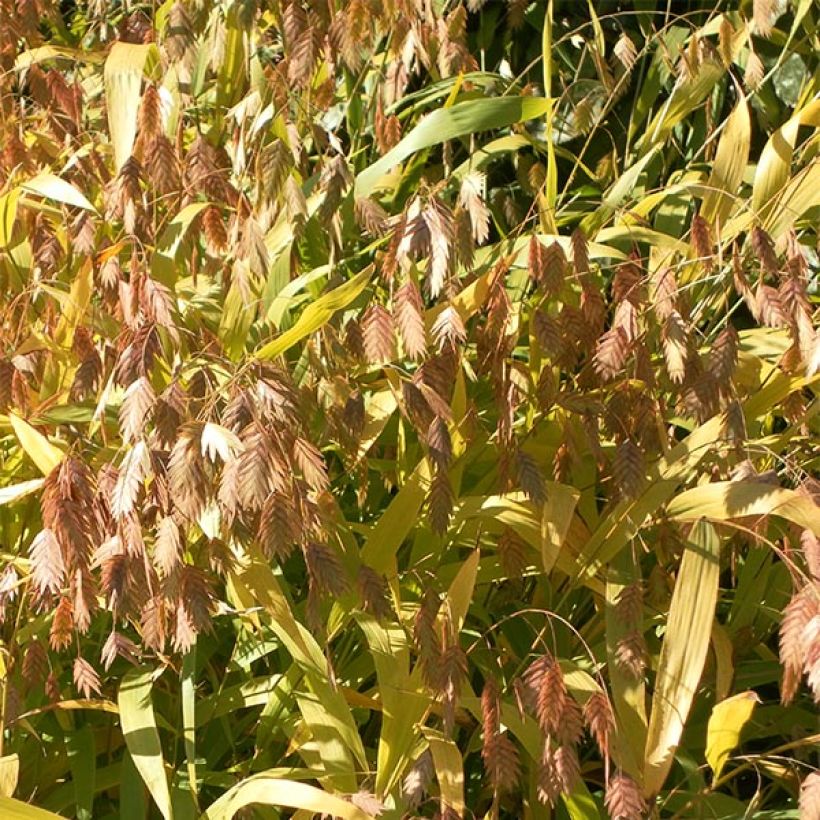 Chasmanthium latifolium - Avena de río (Floración)