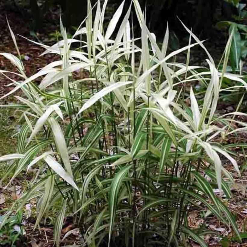 Chasmanthium latifolium River Mist (Porte)