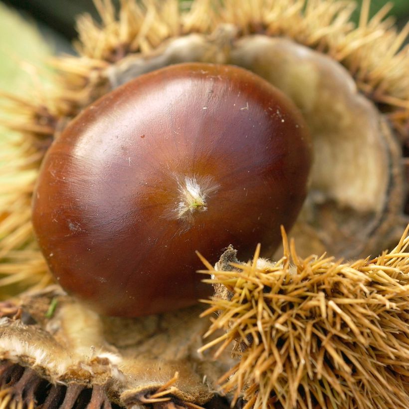 Castaño Marigoule (Cosecha)