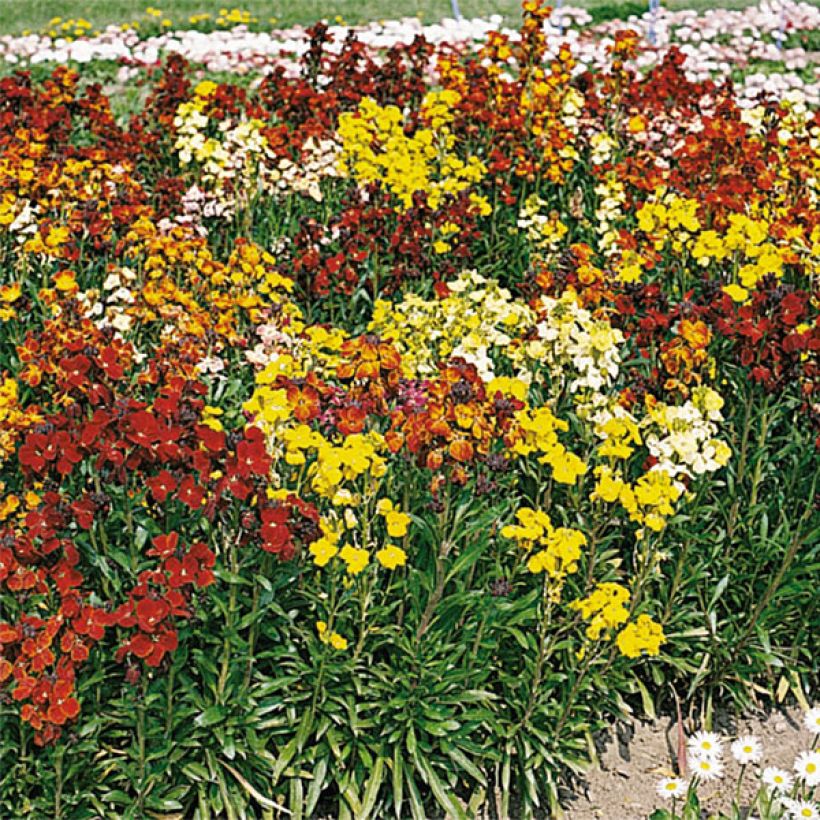 Erysimum Bedder Mix - Alhelí (Floración)