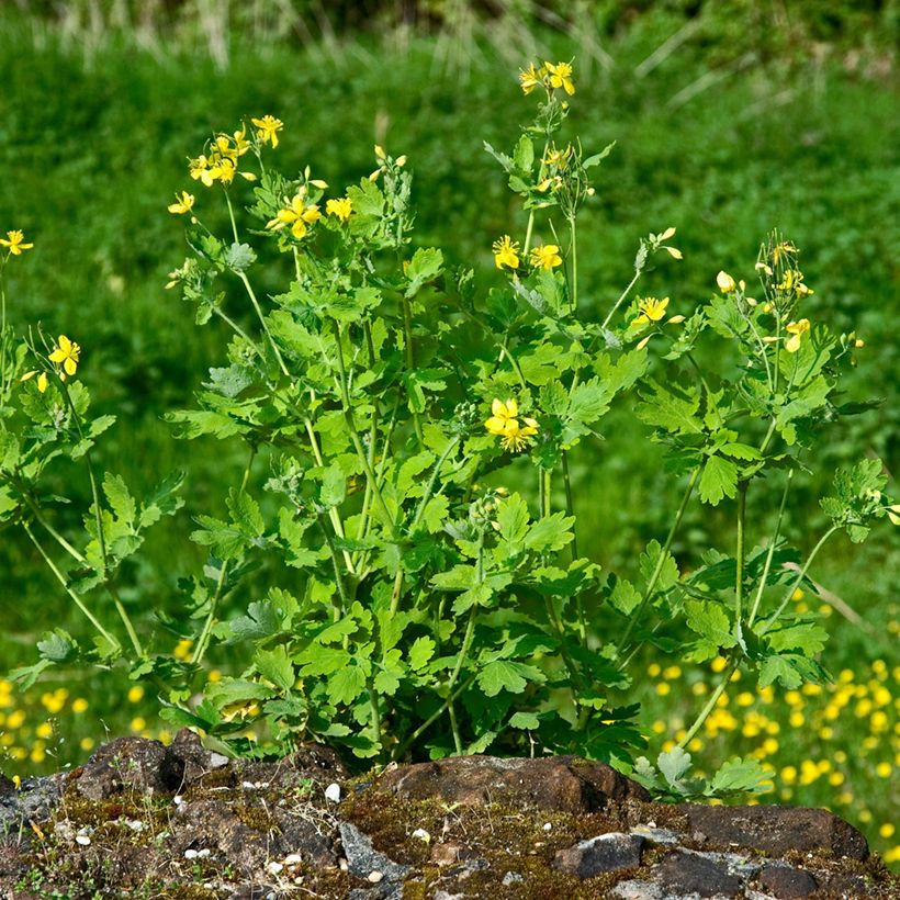 Celidonia mayor - Chelidonium majus (Porte)