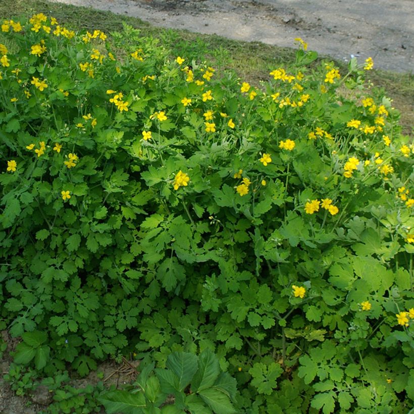 Chelidonium majus Flore Pleno - Celidonia mayor (Porte)