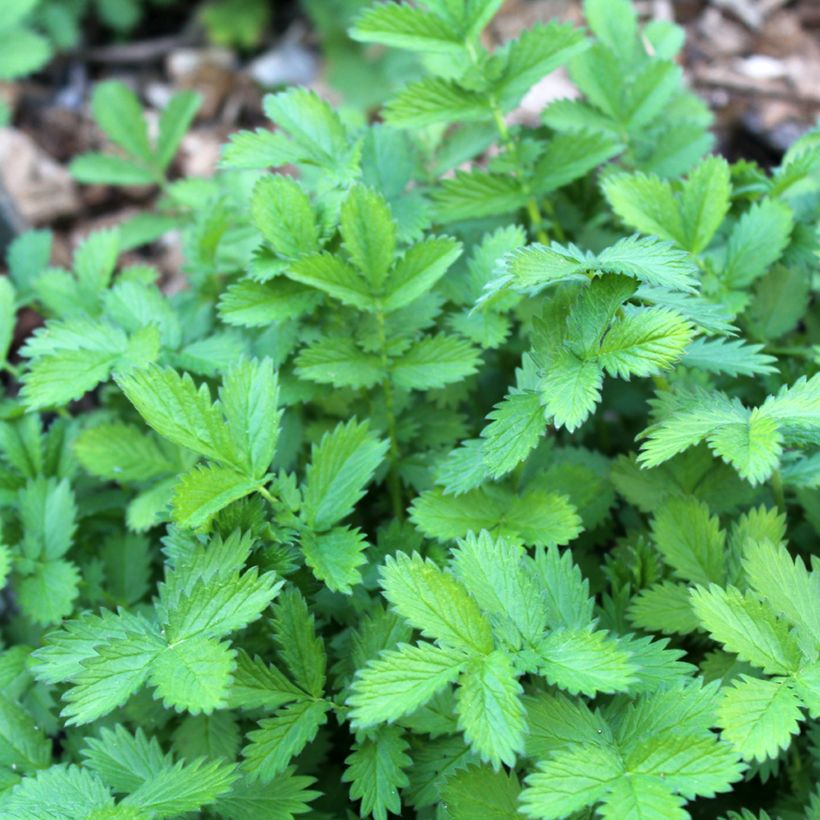 Chelidonium majus Flore Pleno - Celidonia mayor (Follaje)