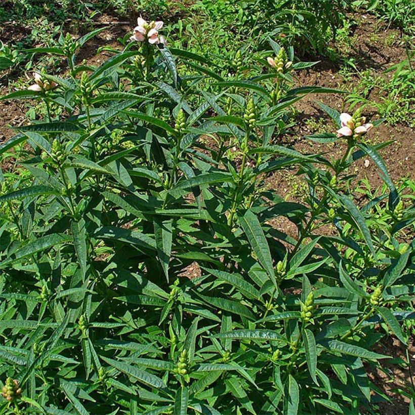 Chelone glabra - Cabeza de tortuga (Follaje)