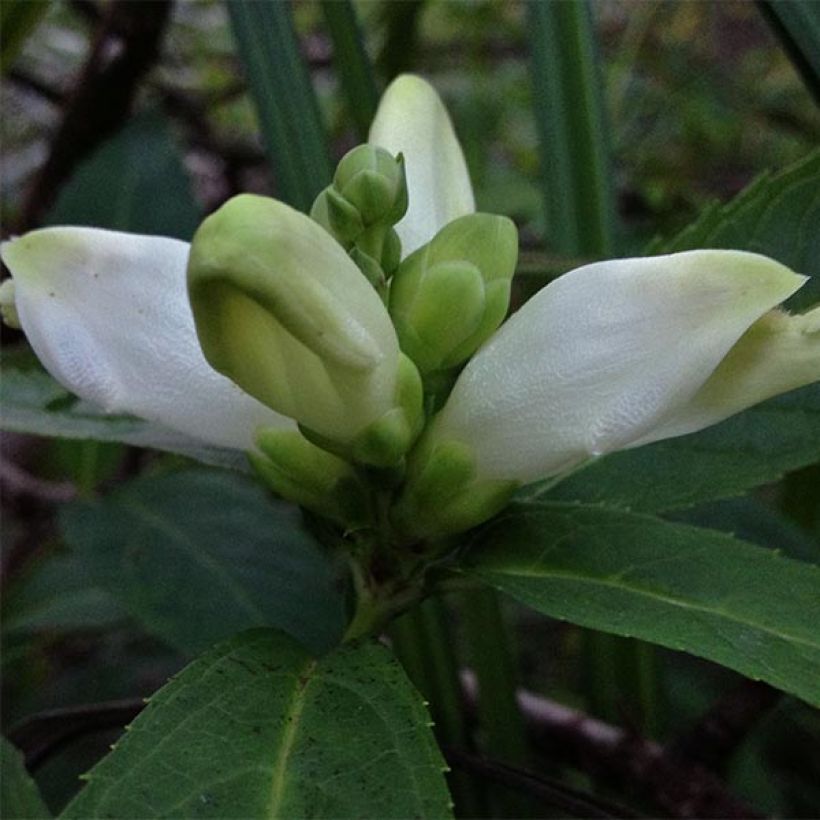 Chelone glabra - Cabeza de tortuga (Floración)