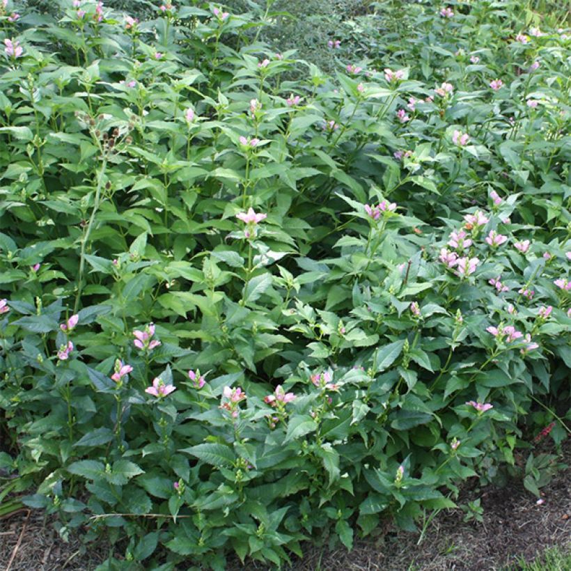 Chelone lyonii Hot Lips - Cabeza de tortuga (Follaje)