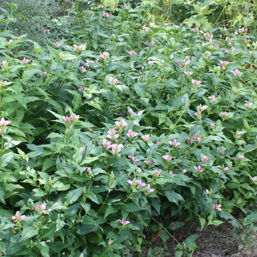 Chelone lyonii Hot Lips - Cabeza de tortuga (Porte)