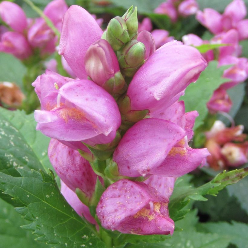 Chelone obliqua - Cabeza de tortuga (Floración)