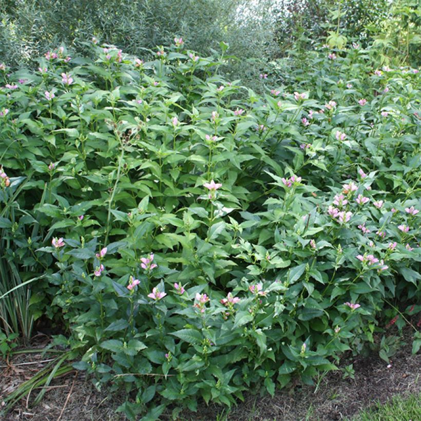 Chelone obliqua - Cabeza de tortuga (Porte)