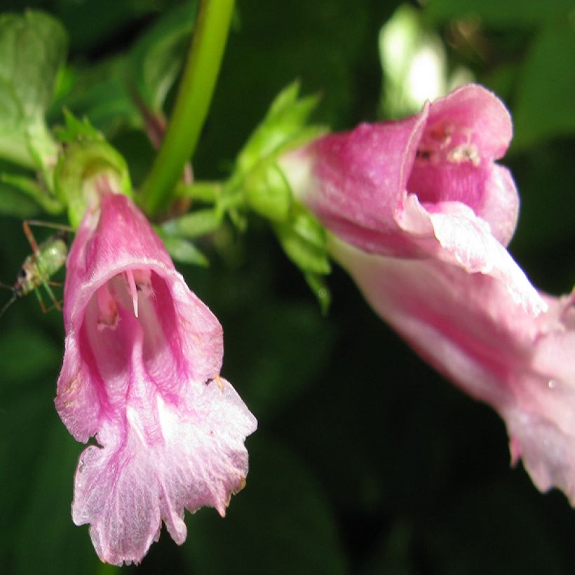 Chelonopsis moschata (Floración)