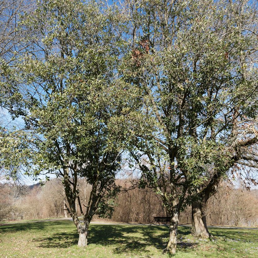 Quercus turneri var.pseudoturneri Spencer Turner (Porte)