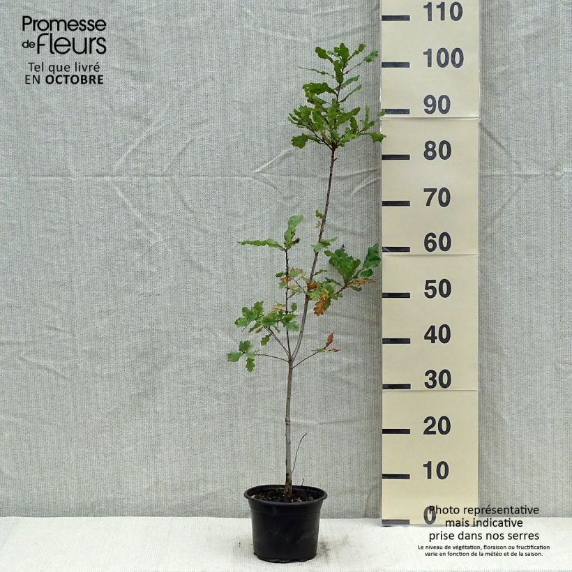 Ejemplar de Chêne pédonculé - Quercus robur 60/80cm en pot de 2/3L entregado en otoño