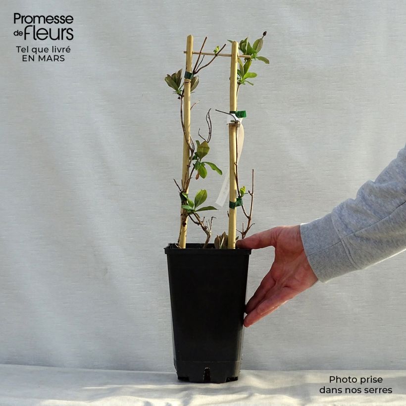 Chèvrefeuille - Lonicera hybride Celestial Pot de 2L/3L Ejemplar entregado en la primavera