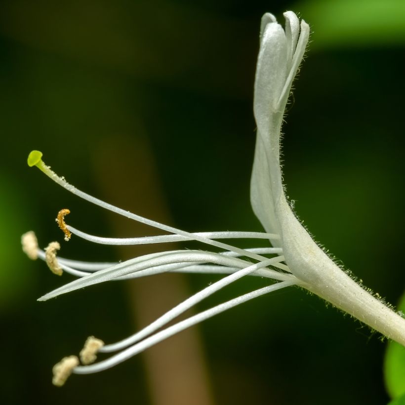 Madreselva de jardín - Lonicera japonica Dart's Acumen (Floración)