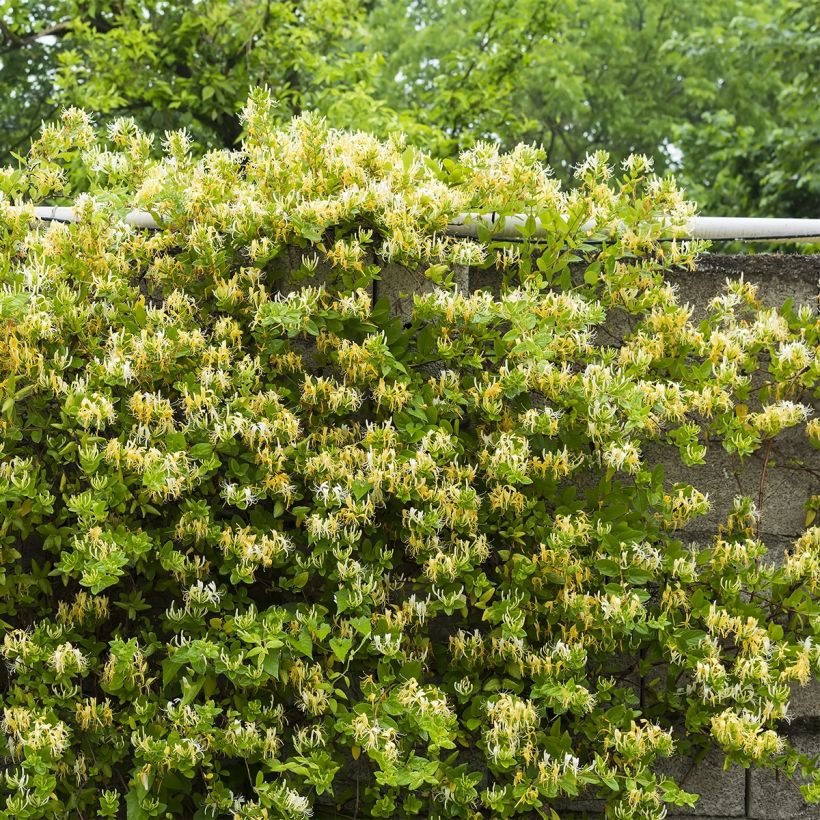 Madreselva de jardín - Lonicera japonica Dart's Acumen (Porte)