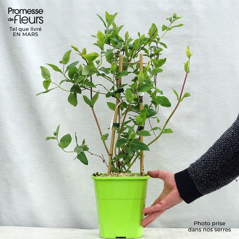 Chèvrefeuille du Japon Sweet Isabel - Lonicera japonica Pot de 3L/4L Ejemplar entregado en invierno