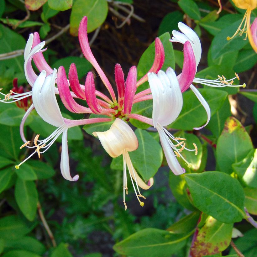 Lonicera heckrottii Gold Flame - Madreselva (Floración)