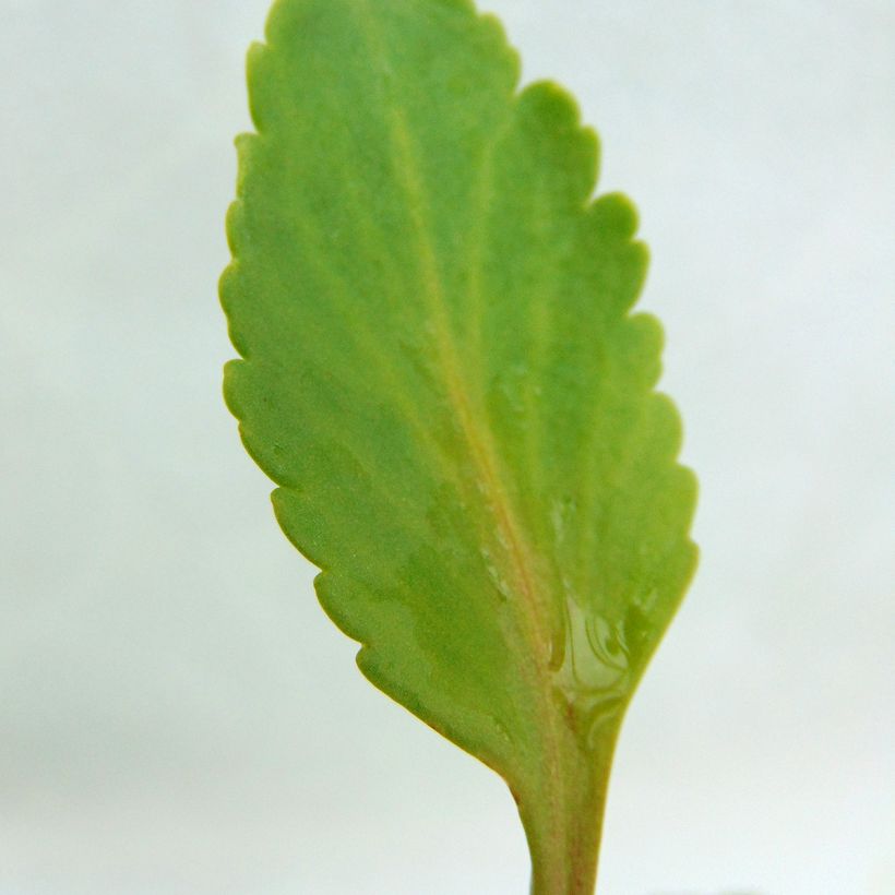 Chiastophyllum oppositifolium (Follaje)